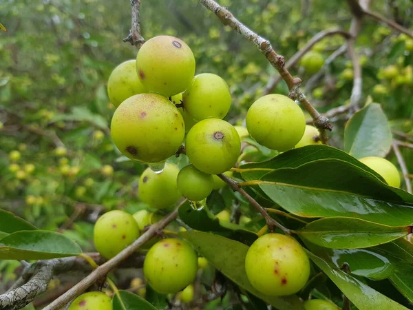 Camu Camu Fruits Myrciaria Dubia Famille Des Myrtacées Amazonas Brésil — Photo