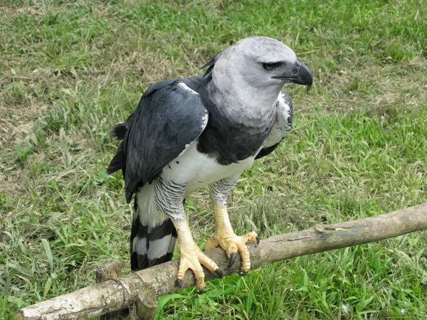Harpy Eagle Harpia Harpyja Dan Accipitridae Ailesi Amazon Yağmur Ormanları — Stok fotoğraf