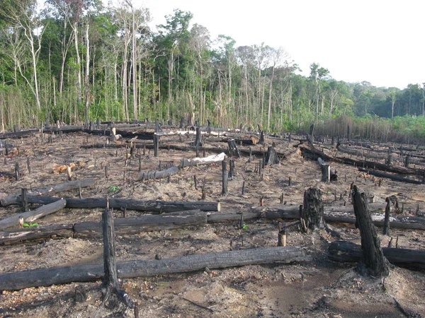 破壊された熱帯アマゾン熱帯雨林 ブラジル — ストック写真