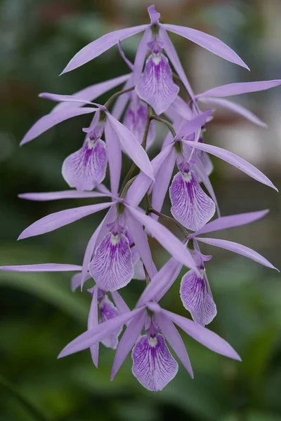 子叶兰花是一种淡紫色花的附生植物兰花 原产于墨西哥的森林 — 图库照片