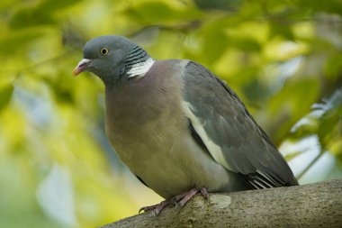 Orman Güvercini (Columba palumbus) güvercin ve güvercin familyasının bir üyesidir..