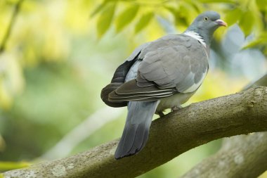 Orman Güvercini (Columba palumbus) güvercin ve güvercin familyasının bir üyesidir..