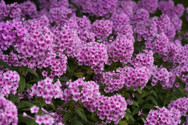 stock image Phlox paniculata  ,Miss Pepper,  Polemoniaceae family. Hanover  Berggarten, Germany.