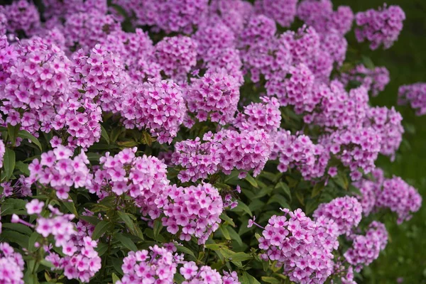 stock image Phlox paniculata  ,Miss Pepper,  Polemoniaceae family. Hanover  Berggarten, Germany.