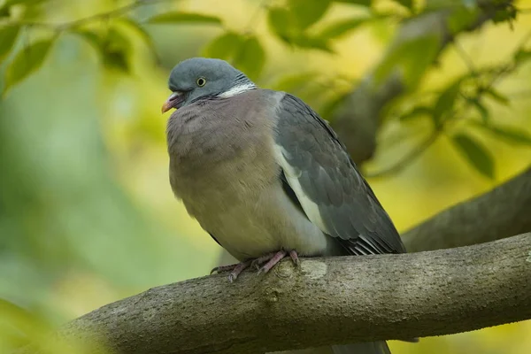 The Common Wood Pigeon (Columba palumbus) is a member of the dove and pigeons family Columbidae.