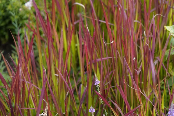 Μια Ιαπωνική Ποικιλία Bloodgrass Imperata Cylindrica Red Baron Που Καλλιεργείται — Φωτογραφία Αρχείου