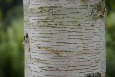 Betula ermanii ya da Erman huş ağacı, Betulaceae familyasına ait bir huş ağacı türüdür. Hanover Berggarten, Almanya.