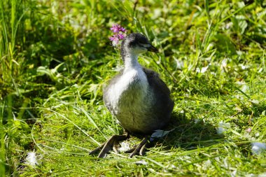 Bu yılın genç yaban ördeği Rallidae familyasından. Hanover-Herrenhausen, Almanya.