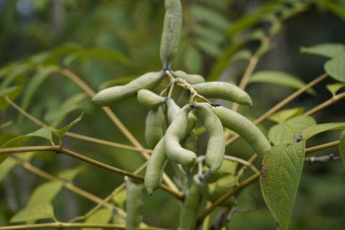 Decaisnea fargesii Mavi Sosis, yeşil meyve, Lardizabalaceae ailesi.