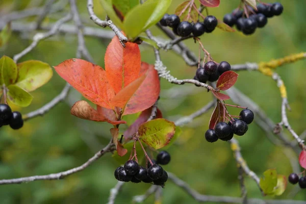 Aronia melanocarpa, also called black chokeberry, is a shrub of the rose family. It is superfood with many vitamins such as: vitamin A, vitamin B2, vitamin E, and vitamin C.