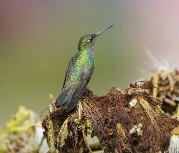 Parlayan boğazlı zümrütler (Amazilia fimbriata) - bazen Dersin Zümrütleri olarak da adlandırılır. Manaus Amazonas, Brezilya.