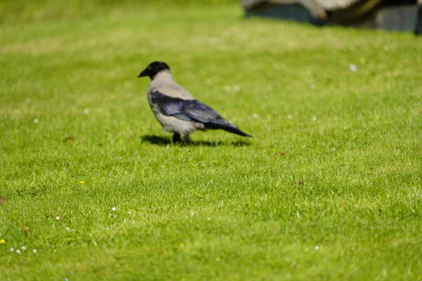 Hooded Crow Corvus Cornix Also Called Scald Crow Hoodie Eurasian — Stock Photo, Image
