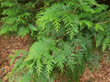 Thuja plicata, Kuzey Amerika 'nın Pasifik Kuzeybatısında yer alan Cupressaceae familyasından bir kozalaklı ağaçtır. Mirow yakınlarındaki bir ormanda, Mecklenburg-Batı Pomerania, Almanya.