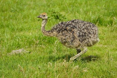 Genç Kuzey Afrika devekuşu ya da kızıl boyunlu devekuşu (Struth io Camelus Camelus Camelus), ayrıca Barbary Devekuşu olarak da bilinir..
