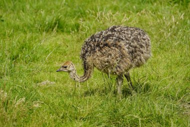 Genç Kuzey Afrika devekuşu ya da kızıl boyunlu devekuşu (Struth io Camelus Camelus Camelus), ayrıca Barbary Devekuşu olarak da bilinir..