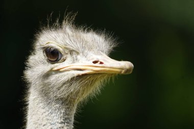 Kuzey Afrika devekuşu ya da kırmızı boyunlu devekuşu (Struth io camelus camelus camelus) portresi, aynı zamanda Berberi devekuşu, Struthionidae ailesi olarak da bilinir..