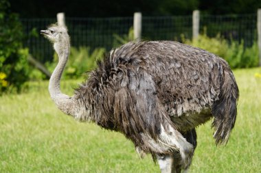 The North African ostrich or red-necked ostrich (Struthio camelus camelus), also known as the Barbary ostrich, Struthionidae family. clipart