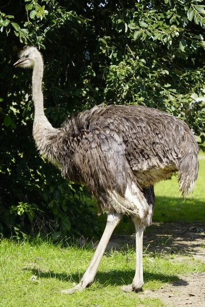 North African Ostrich Red Necked Ostrich Struthio Camelus Camelus Also — Stock Photo, Image