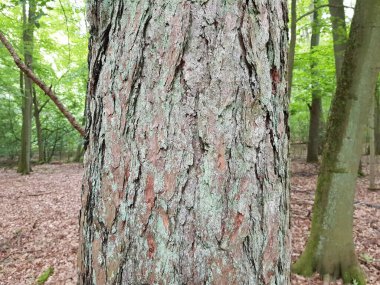 Larix desidua, Orta Avrupa dağlarında yetişen bir karaçam türüdür. Mecklenburg-Batı Pomerania, Almanya.