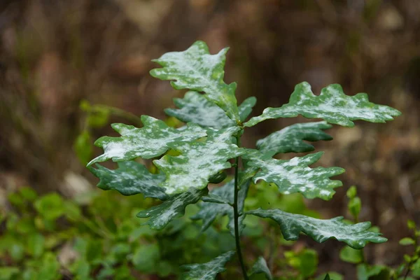 Stock image Oak powdery mildew (Erysiphe alphitoides) is a sac fungus of the order Erysiphales and belongs to the powdery mildew fungi. Mecklenburg, Western Pomerania, Germany.