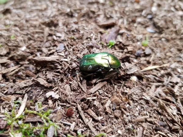Flower chafers are a group of scarab beetles, comprising the subfamily Cetoniinae. Mecklenburg-West Pomerania, Germany.