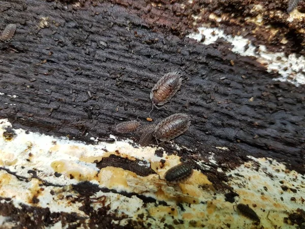 Dřevorubec Množné Číslo Každý Korýš Patřící Podřádu Oniscidea Řádu Isopoda — Stock fotografie