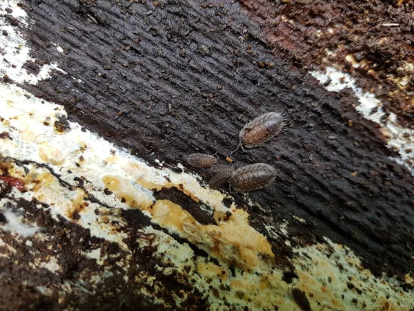 우드루즈 Woodlouse 복수의 우드리체 이소포다 Isopoda 오니스커스 Oniscidea 속하는 어떠한 — 스톡 사진