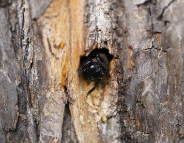 Bir ıhlamur ağacında marangoz arısı izleri. Marangoz arıları (Xylocopa iris), Xylocopinae alt familyasından bir kuş türü. Hanover Berggarten, Almanya.