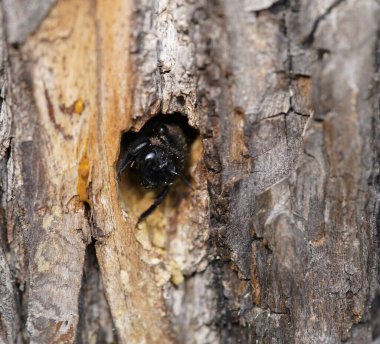 Bir ıhlamur ağacında marangoz arısı izleri. Marangoz arıları (Xylocopa iris), Xylocopinae alt familyasından bir kuş türü. Hanover Berggarten, Almanya.