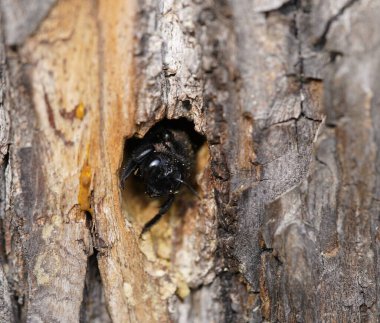 Bir ıhlamur ağacında marangoz arısı izleri. Marangoz arıları (Xylocopa iris), Xylocopinae alt familyasından bir kuş türü. Hanover Berggarten, Almanya.