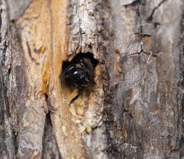 Bir ıhlamur ağacında marangoz arısı izleri. Marangoz arıları (Xylocopa iris), Xylocopinae alt familyasından bir kuş türü. Hanover Berggarten, Almanya.