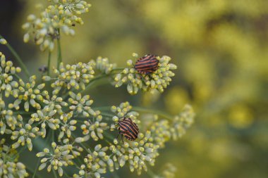 Graphosoma lineatum, Pentatomidae familyasından bir kalkan böceği türü. Hanover Berggarten, Almanya.