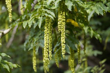 Pterocarya (İngilizce: 