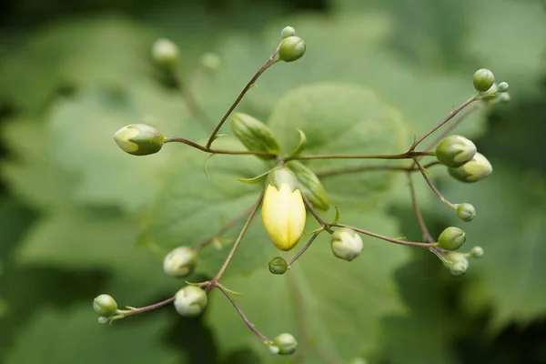 Kirengeshoma Palmata Una Especie Planta Con Flores Perteneciente Familia Hydrangaceae —  Fotos de Stock