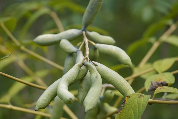 stock image Decaisnea fargesii, Blue Sausage Fruit, Lardizabalaceae family. Hanover, Germany.