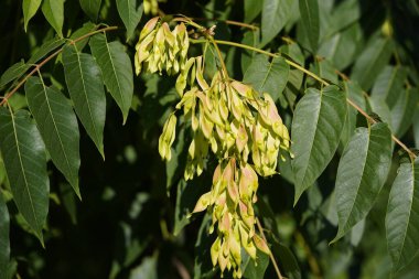 Ailanthus altissima, yaygın olarak bilinen adıyla cennet ağacı, hastanthus, vernik ağacı. Simaroubaceae ailesi. Hanoner Şehri, Almanya.