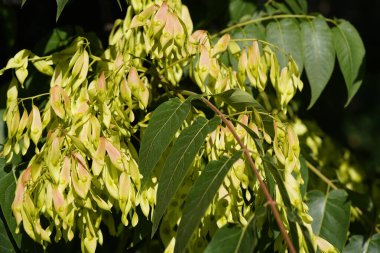 Ailanthus altissima, yaygın olarak bilinen adıyla cennet ağacı, hastanthus, vernik ağacı. Simaroubaceae ailesi. Hanoner Şehri, Almanya.