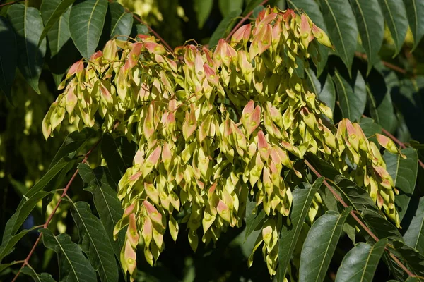 Ailanthus altissima, yaygın olarak bilinen adıyla cennet ağacı, hastanthus, vernik ağacı. Simaroubaceae ailesi. Hanoner Şehri, Almanya.