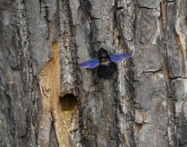 Marangoz arıları (Xylocopa iris), Xylocopinae alt familyasından bir kuş türü. Hanover Berggarten, Almanya.
