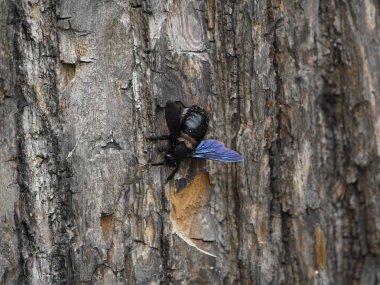 Marangoz arıları (Xylocopa iris), Xylocopinae alt familyasından bir kuş türü. Hanover Berggarten, Almanya.