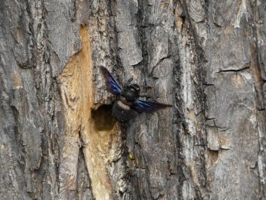 Marangoz arıları (Xylocopa iris), Xylocopinae alt familyasından bir kuş türü. Hanover Berggarten, Almanya.