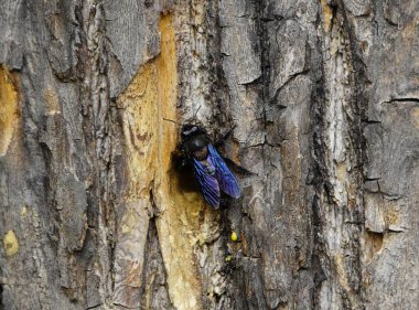 Marangoz arıları (Xylocopa iris), Xylocopinae alt familyasından bir kuş türü. Hanover Berggarten, Almanya.
