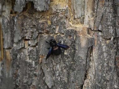 Marangoz arıları (Xylocopa iris), Xylocopinae alt familyasından bir kuş türü. Hanover Berggarten, Almanya.