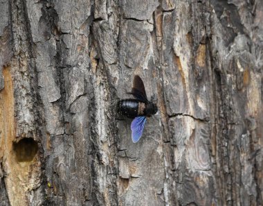 Marangoz arıları (Xylocopa iris), Xylocopinae alt familyasından bir kuş türü. Hanover Berggarten, Almanya.