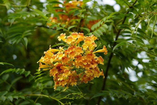 Tecoma Capensis Общее Название Cape Honeysuckleis Species Flowering Plant Family — стоковое фото