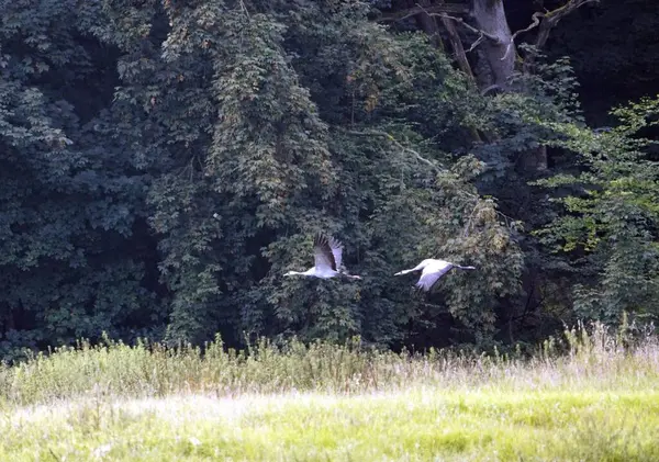 Uçan vinç (Grus grus) ayrıca Avrasya turnası olarak da bilinir, Gruidae familyasından. Mecklenburg-Batı Pomerania, Almanya.