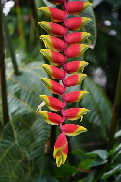 菊科植物是菊科植物中的一种开花植物 — 图库照片