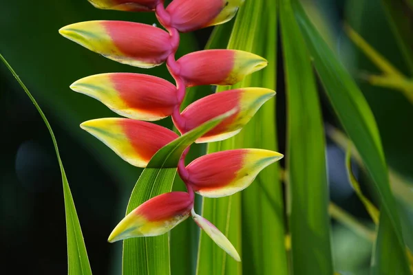 菊科植物是菊科植物中的一种开花植物 — 图库照片