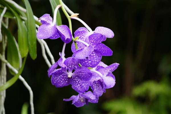 云达兰花 Vanda Coerulea 是一种兰花 俗称蓝兰花 蓝万达或秋梅 产于印度东北部 分布于中国 云南南部 — 图库照片