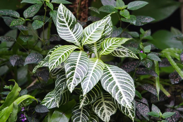 Aphelandra Squarrosa Diana Rostlinný Druh Čeledi Acanthaceae Původem Brazilské Vegetace — Stock fotografie